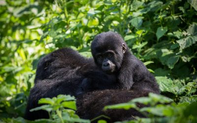 Gorilla-and-baby