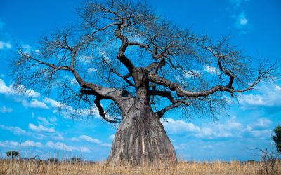 shutterstock_121811476